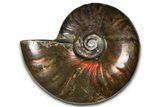 Polished Red Flash Ammonite (Cleoniceras) Fossil - Madagascar #367699-1